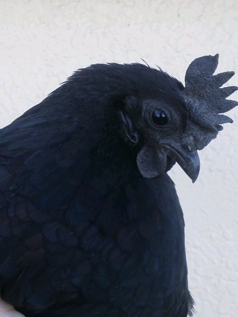 真黒矮鶏 種卵5個（4個プラス補償1個）しんくろチャボ （有精卵） シンクロチャボ 真黒チャボ 孵化用_画像1