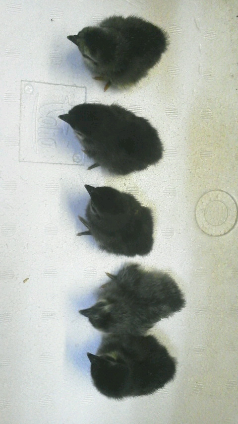 真黒矮鶏 種卵5個（4個プラス補償1個）しんくろチャボ （有精卵） シンクロチャボ 真黒チャボ 孵化用_画像5