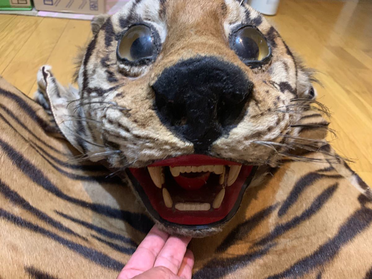 最終値下 希少品 虎 敷物|Yahoo!フリマ(旧PayPayフリマ) 最終値下 希少品 虎 敷物|Yahoo!フリマ(旧PayPayフリマ)