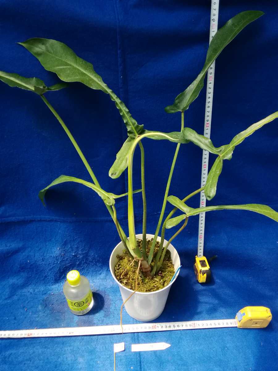 NO.0513 斑入り 古典 フィロデンドロン ジョーピー 特 観葉植物