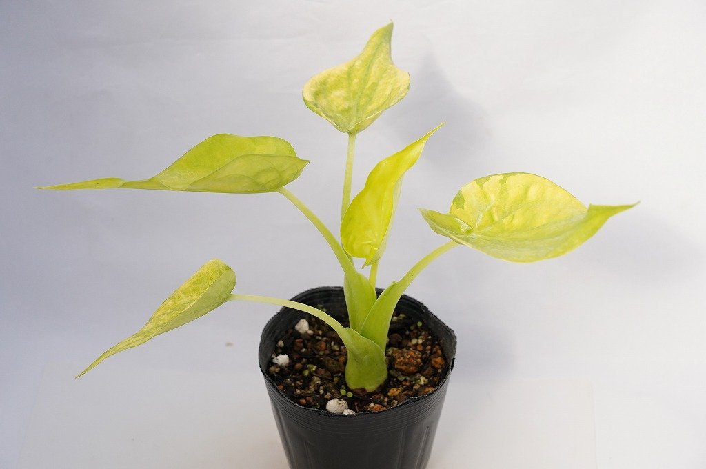 ☆TO☆大きな斑入り？オーレア？黄金葉タイプのシマクワズイモ アロカシア・ククラータ 観葉植物 Alocasia cucullata 4号 現品  80サイズ product details | Yahoo! Auctions Japan proxy bidding and shopping  service | FROM JAPAN
