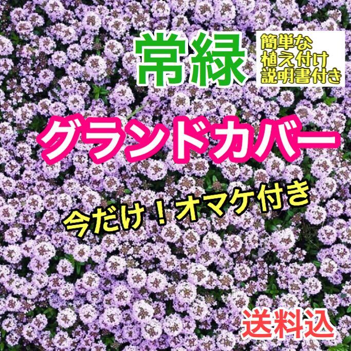 雑草対策 9 ポット苗 クリーピングタイム 宿根草ハーブガーデニング グランドカバー 多年草 70個 7 5 ポット1個相当 ロンギカウリス Ntkmarine Com 雑草対策 9 ポット苗 クリーピングタイム 宿根草ハーブガーデニング グランドカバー 多年草 70個 7 5 ポット1個相当 ロンギカウリス Ntkmarine Com