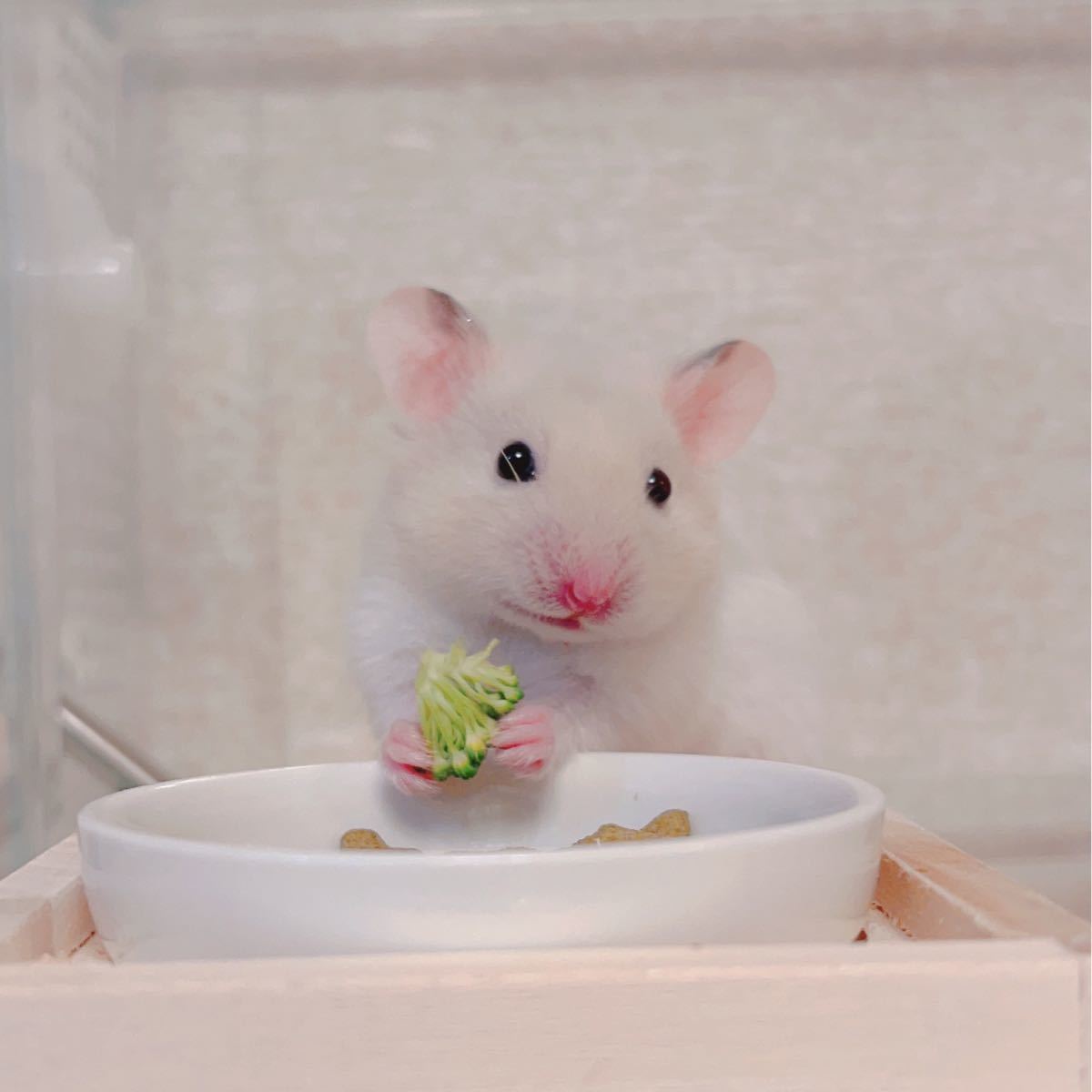 はるかおる様専用ページ cutacut.com