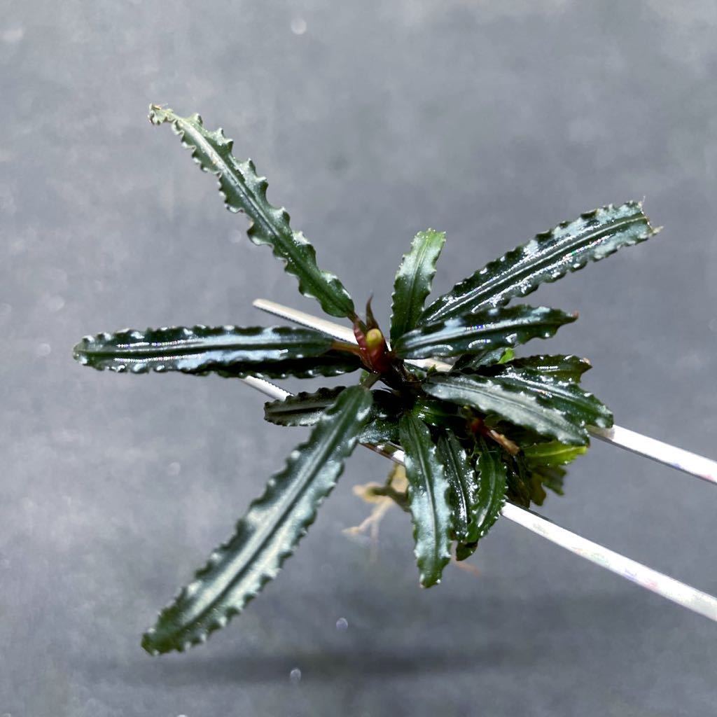 Yahoo!オークション - bucephalandra sp. serawai3 TB便 脇芽 Yahoo!オークション - bucephalandra sp. serawai3 TB便 脇芽