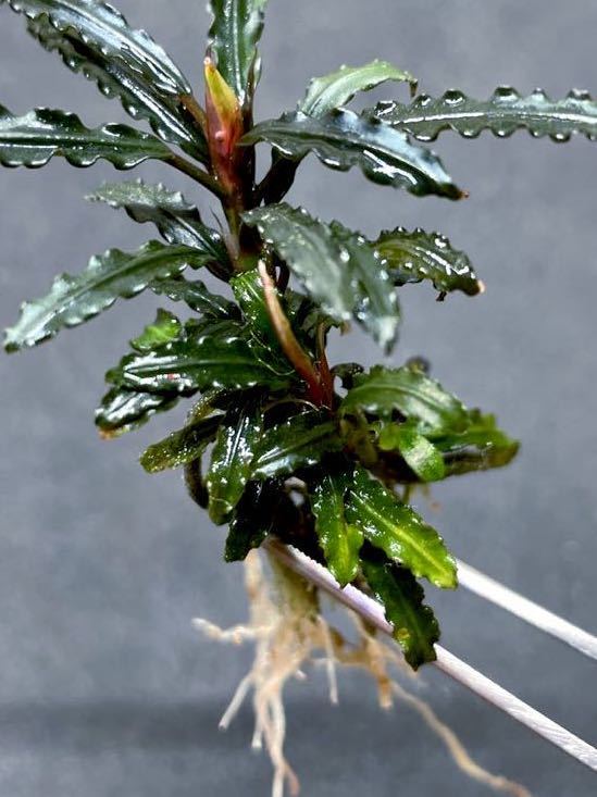Yahoo!オークション - bucephalandra sp. serawai3 TB便 脇芽 Yahoo!オークション - bucephalandra sp. serawai3 TB便 脇芽