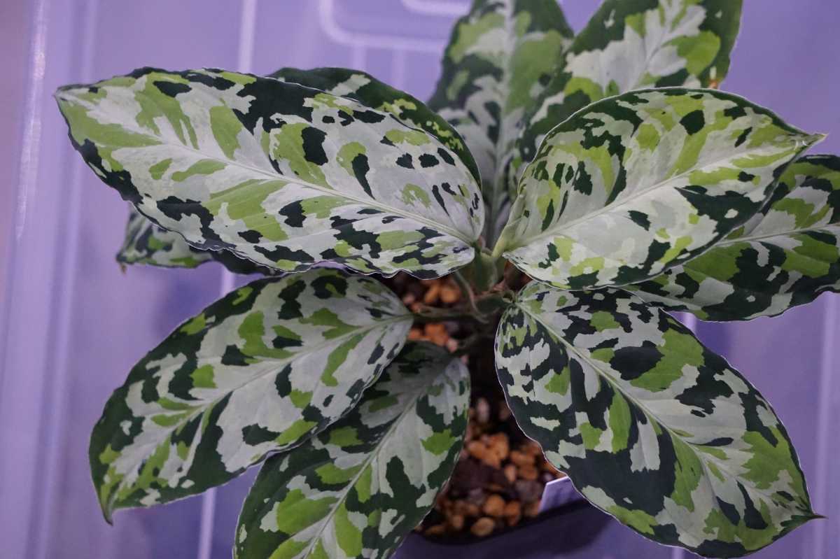 アグラオネマ ピクタム ラプラス Aglaonema pictum”Laplace”UC from