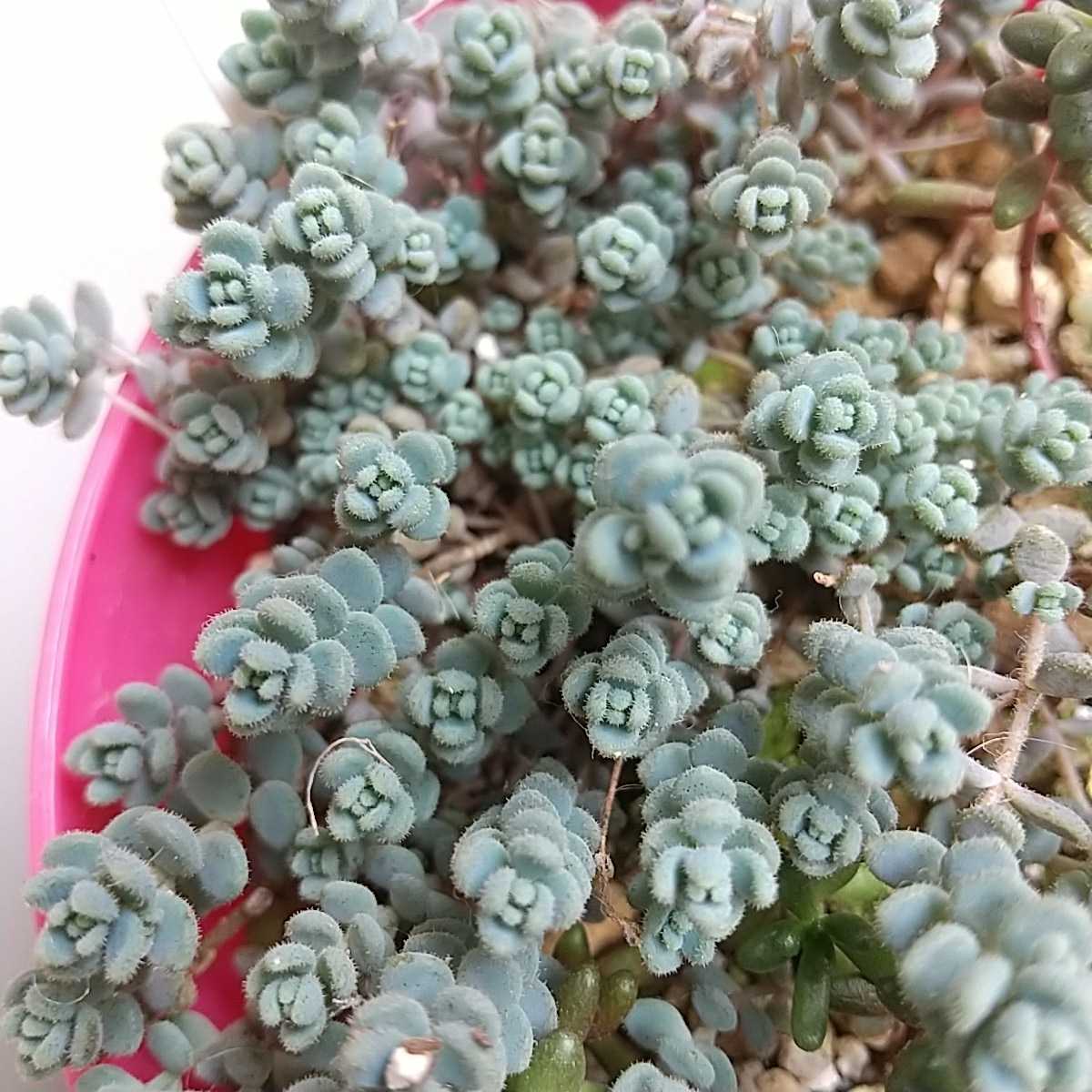 姫星美人 10カット 送料73円 多肉植物 小さい セダム ダシフィルム