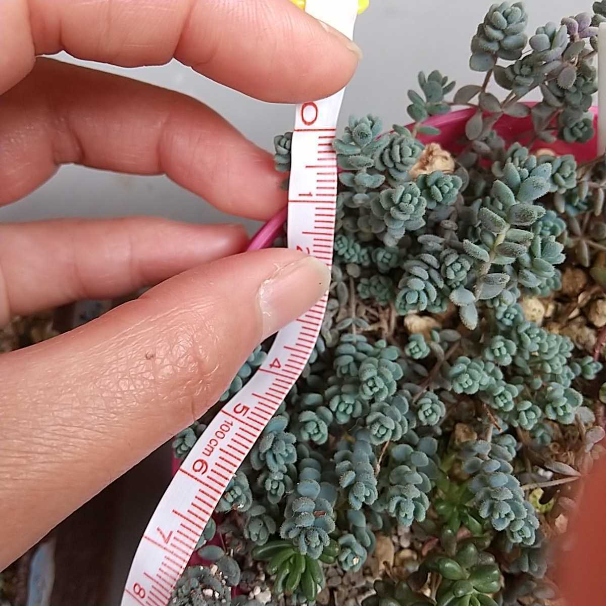 姫星美人 10カット 送料73円 多肉植物 小さい セダム ダシフィルム