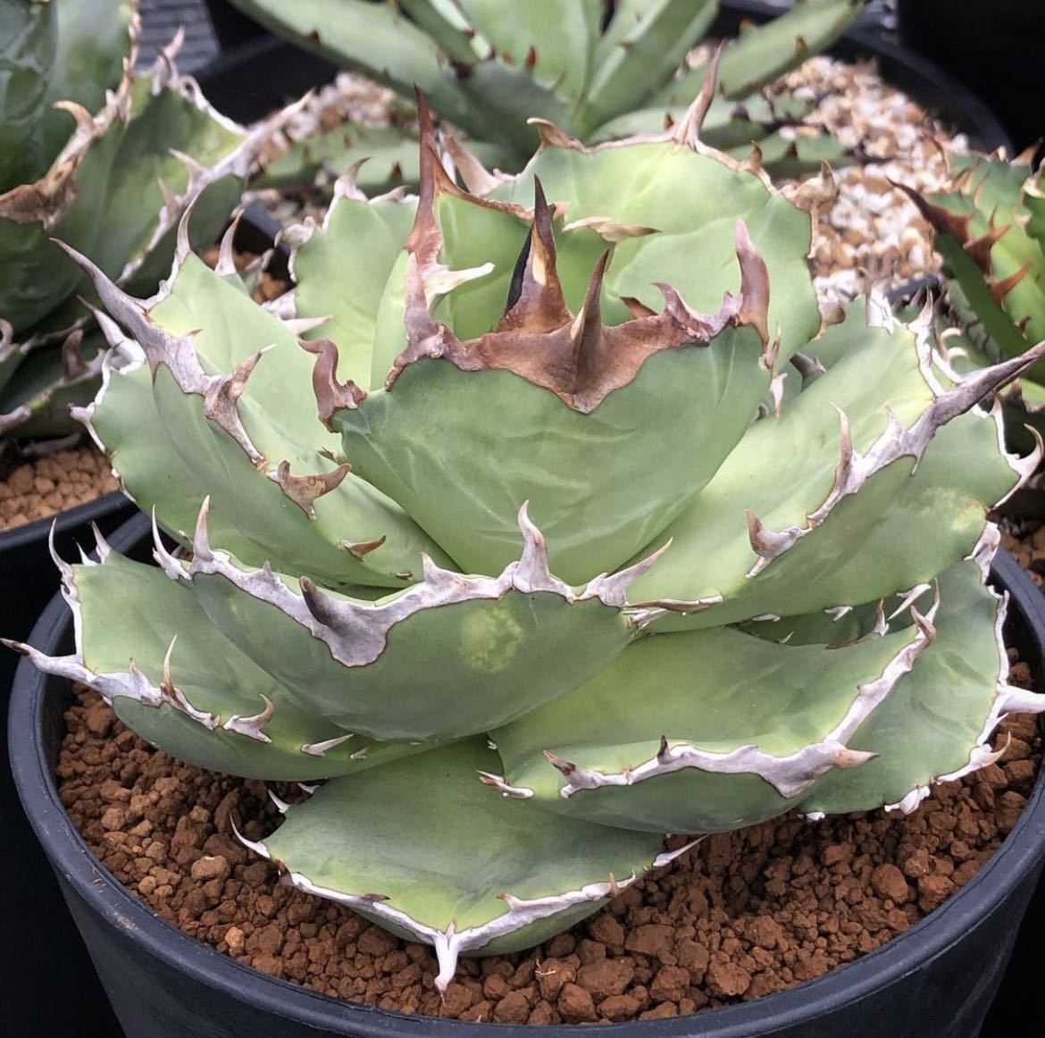 アガベ チタノタ FO076 コンパクタ agave titanota FO076 compacta