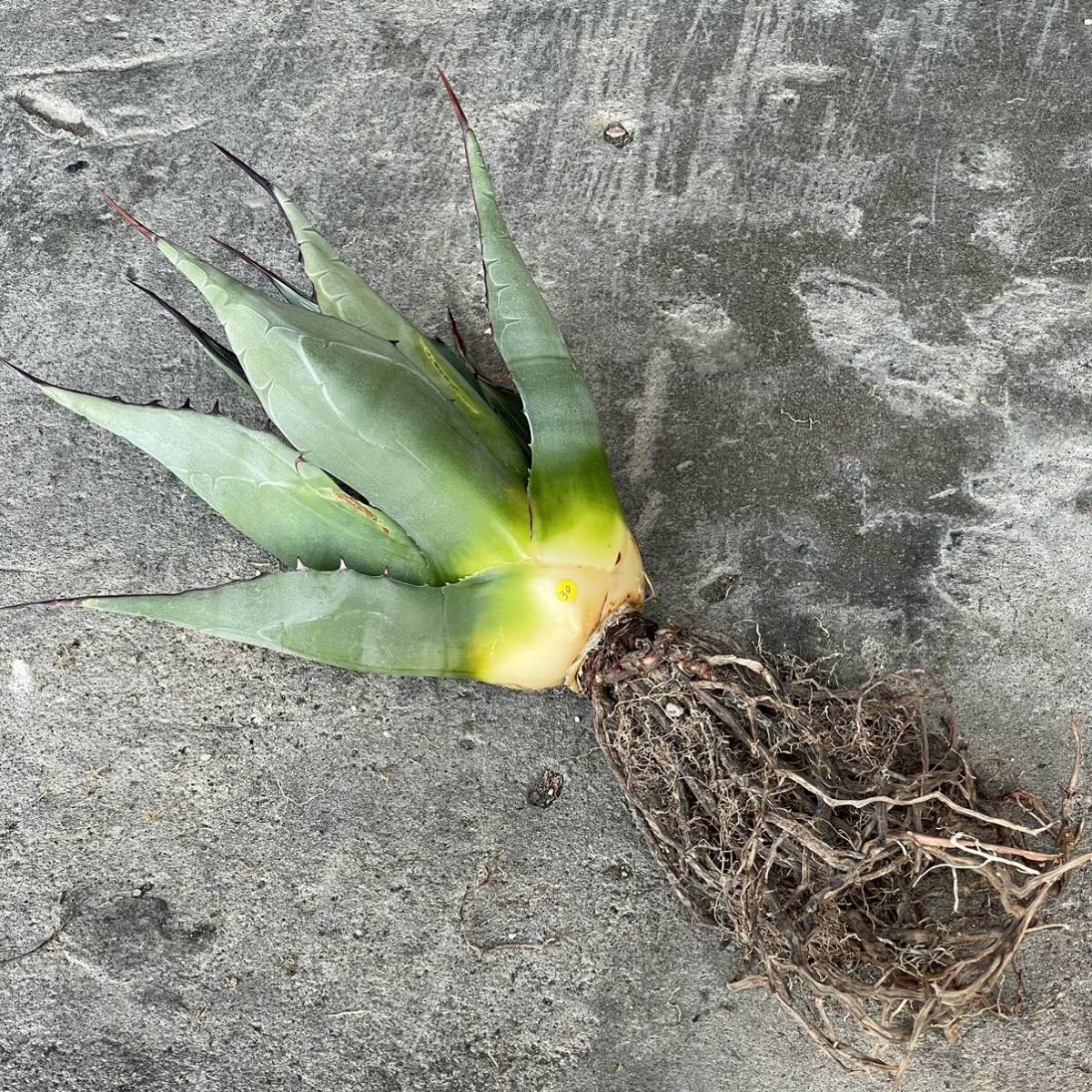 アガベ ハバディアーナ agave havardiana 30 アガベ ハバディアーナ agave havardiana 30