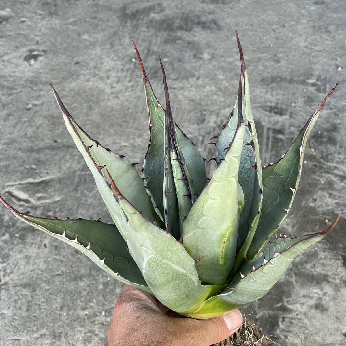 アガベ ハバディアーナ agave havardiana 30 アガベ ハバディアーナ agave havardiana 30