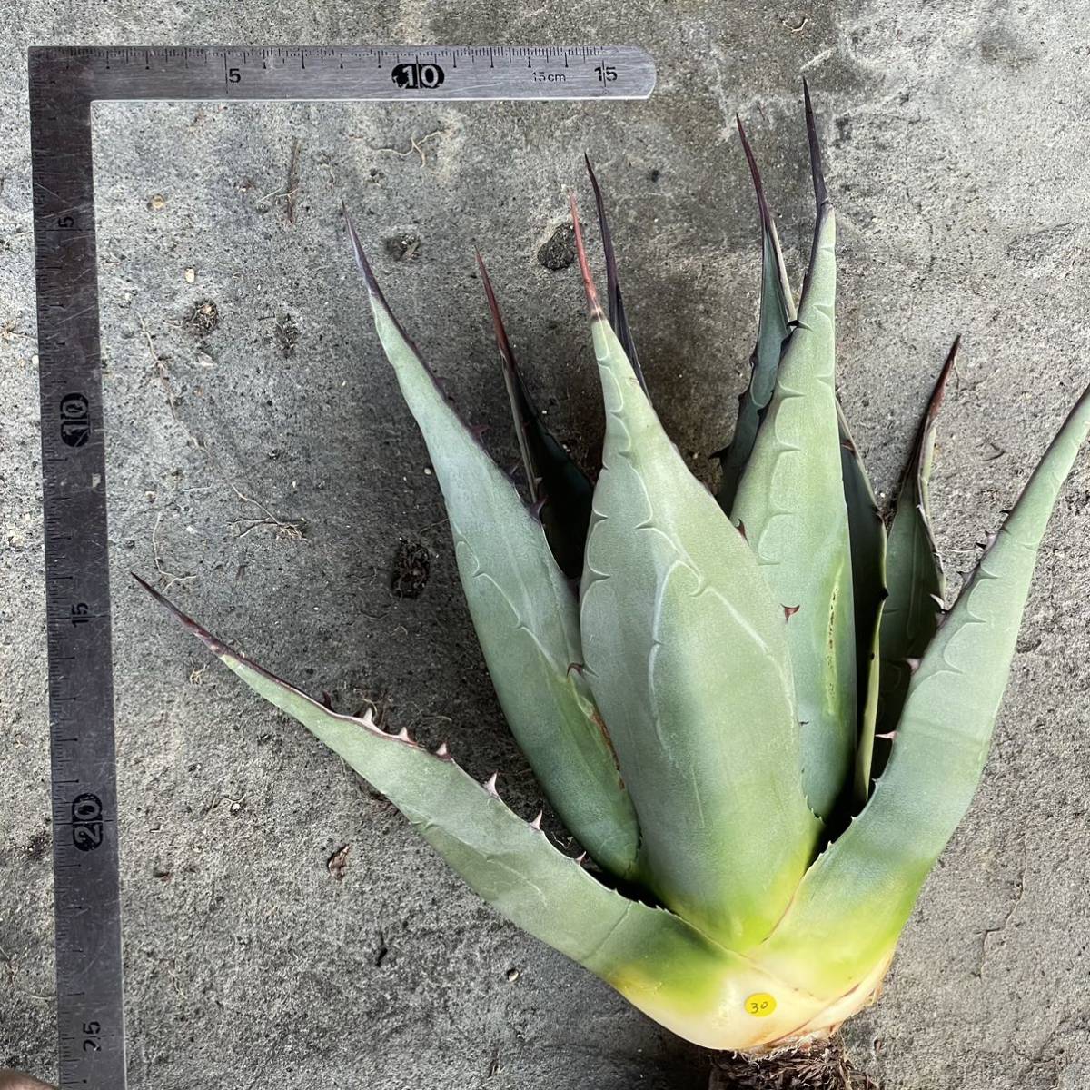 アガベ ハバディアーナ agave havardiana 30 アガベ ハバディアーナ agave havardiana 30