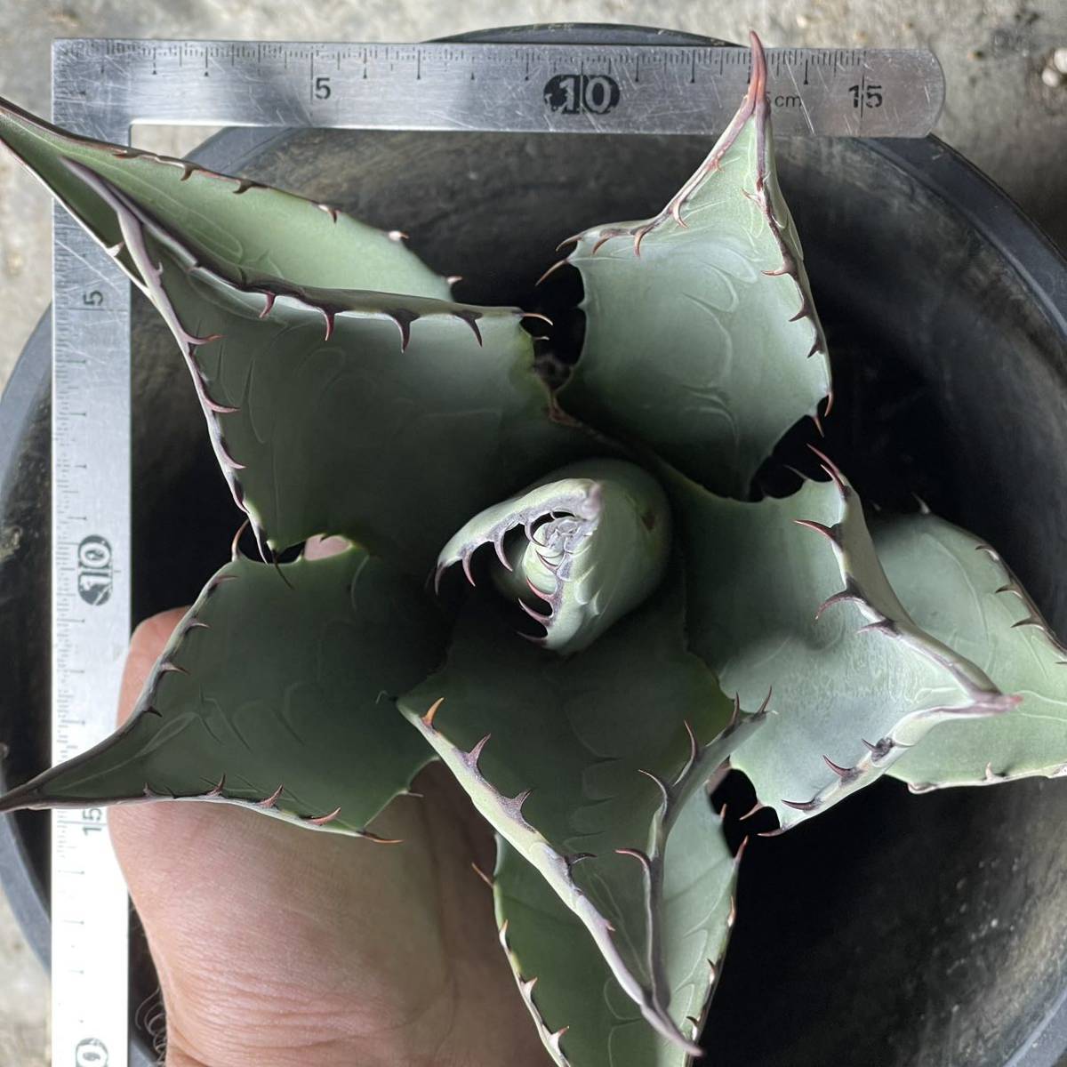 アガベ ハバディアーナ agave havardiana 30 アガベ ハバディアーナ agave havardiana 30