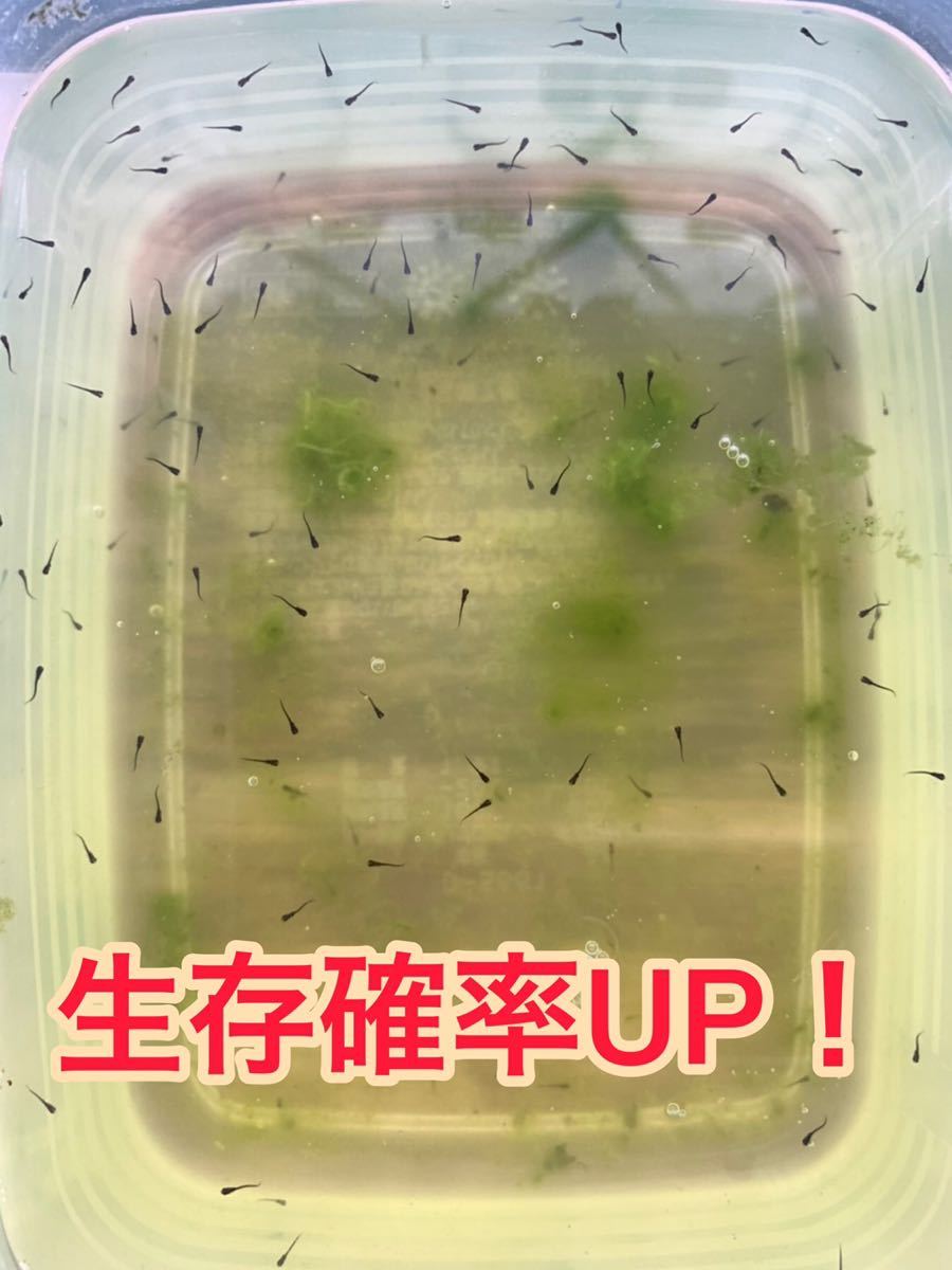 Paypayフリマ ゾウリムシ 種水 2500ml 送料無料 めだか メダカ 針子 餌 グッピー ベタ 金魚 稚魚 クロレラ ミジンコ Psb おまけ付き Paypayフリマ ゾウリムシ 種水 2500ml 送料無料 めだか メダカ 針子 餌 グッピー ベタ 金魚 稚魚 クロレラ ミジンコ Psb おまけ付き