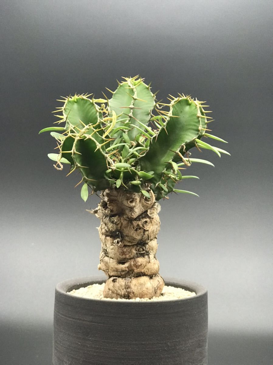 けません ヤフオク! - Euphorbia mlanjeana【ユーフォルビア ムランジ... みがありま