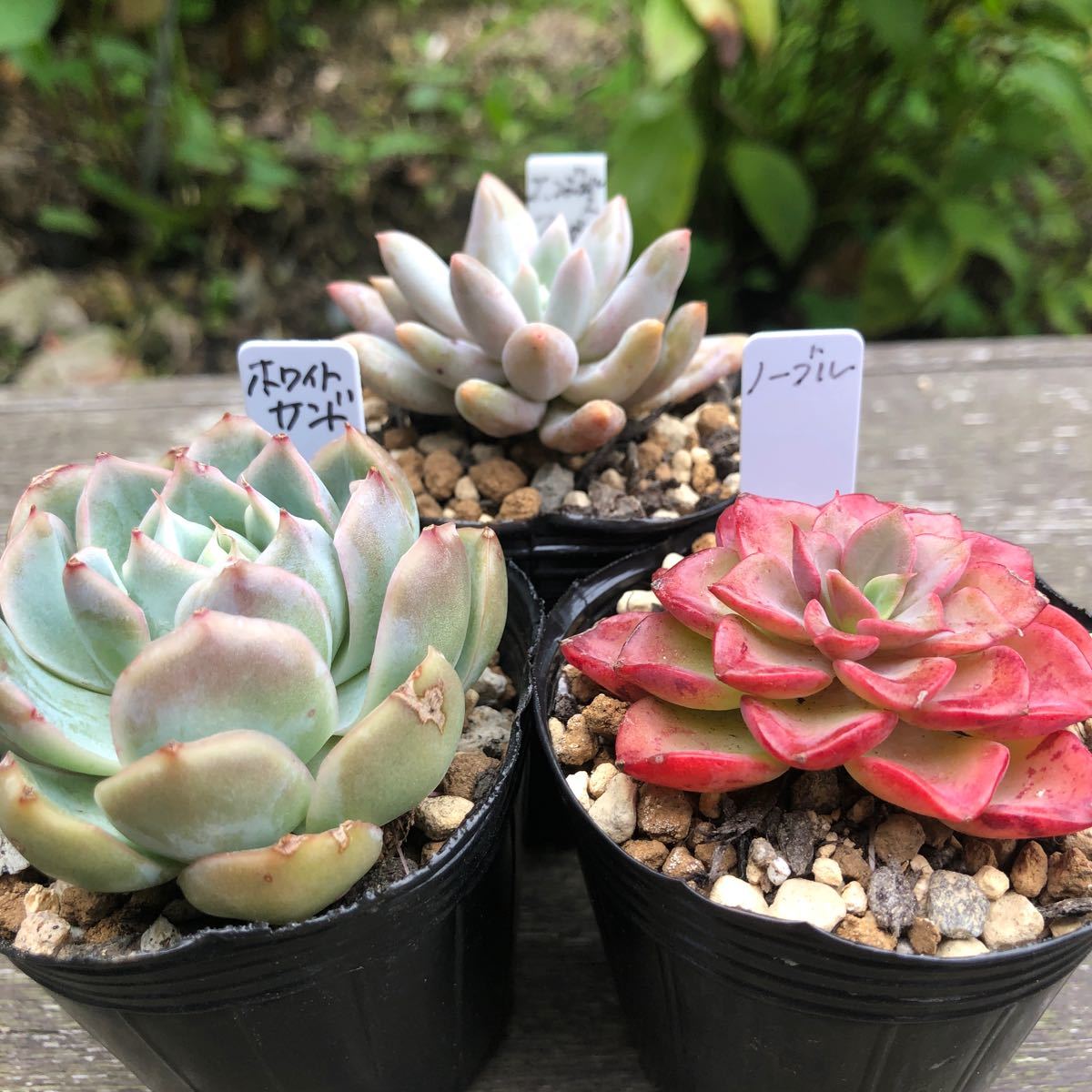 多肉植物 エケベリア 韓国苗 抜き苗 10苗 セット② アルバ 多肉植物 エケベリア 韓国苗 抜き苗 10苗 セット② アルバ