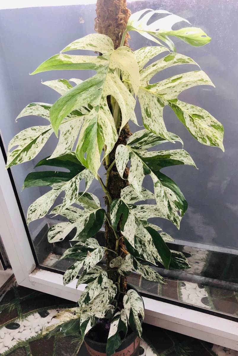 Epipremnum Pinnatum Marble Variegated エピプレムナム Epipremnum Pinnatum Marble Variegated エピプレムナム