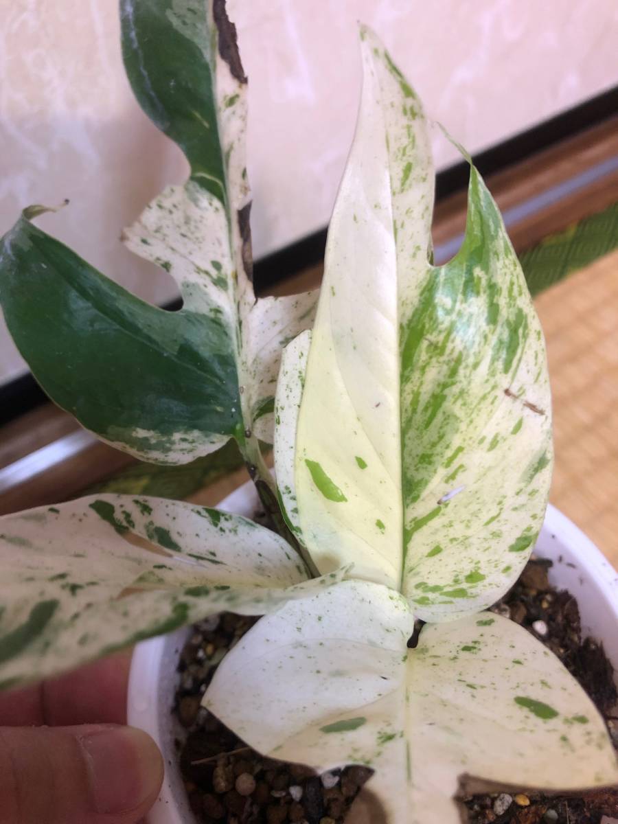 Epipremnum Pinnatum Marble Variegated エピプレムナム Epipremnum Pinnatum Marble Variegated エピプレムナム