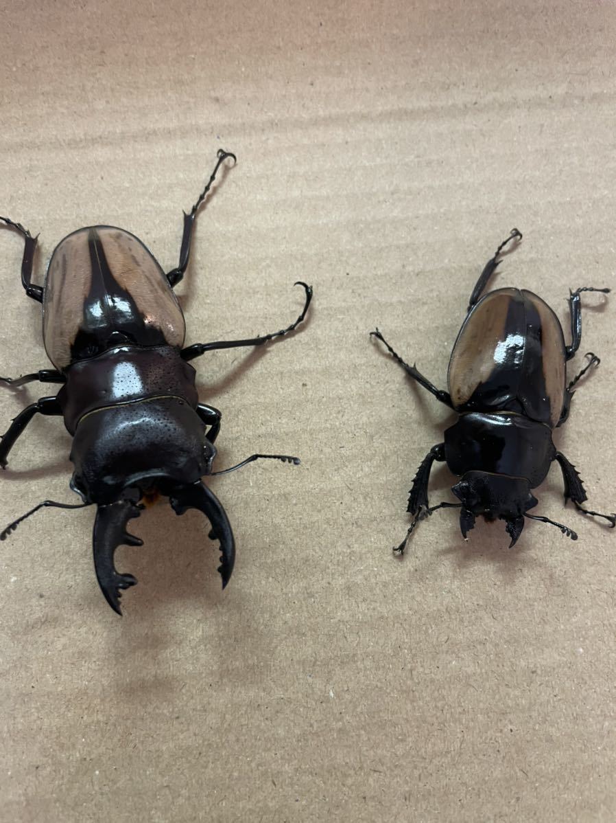 ブルマイスターツヤクワガタ 成虫 ペア ブルーマイスターツヤ ブルマイスターツヤクワガタ 成虫 ペア ブルーマイスターツヤ