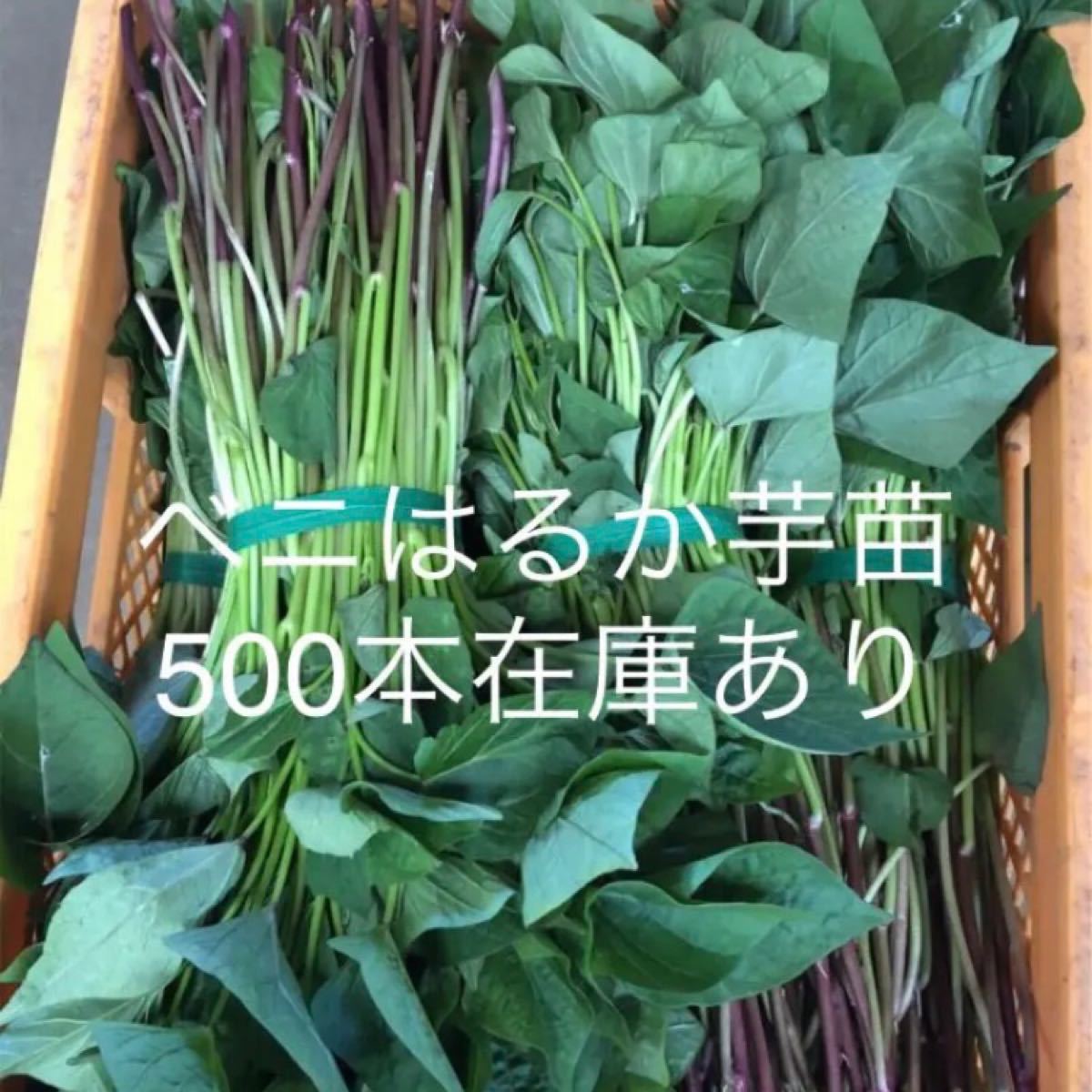 国内正規品】 シルクスイート芋苗1000本送料込み agapeeurope.org