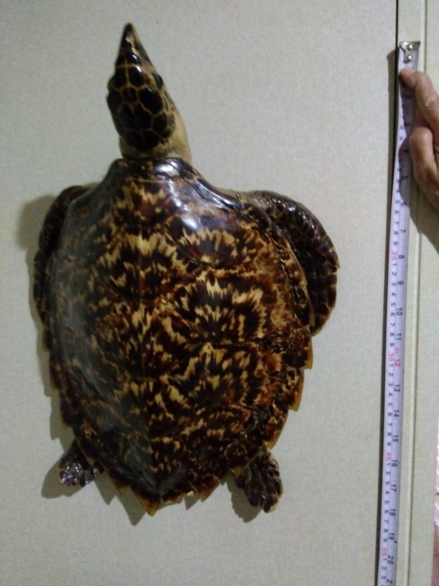 注目ブランドのギフト ウミガメ タイマイ 鼈甲 べっこう 剥製