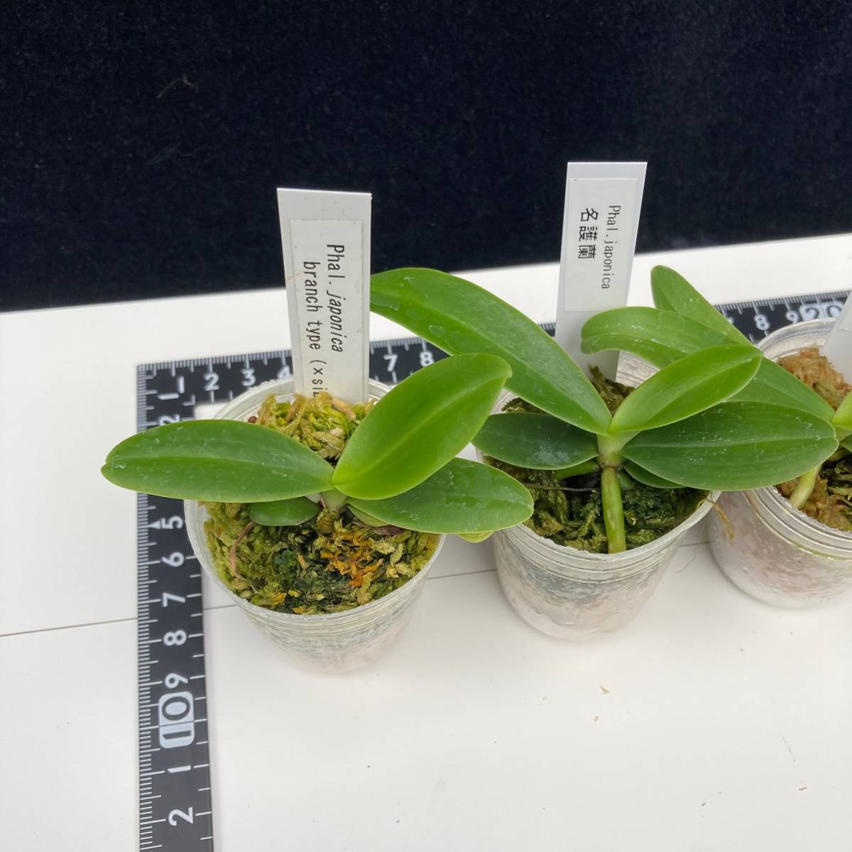 超激安 ナゴラン 斑入り 胡蝶蘭 phal 原種 ファレノプシス 洋蘭 洋ラン