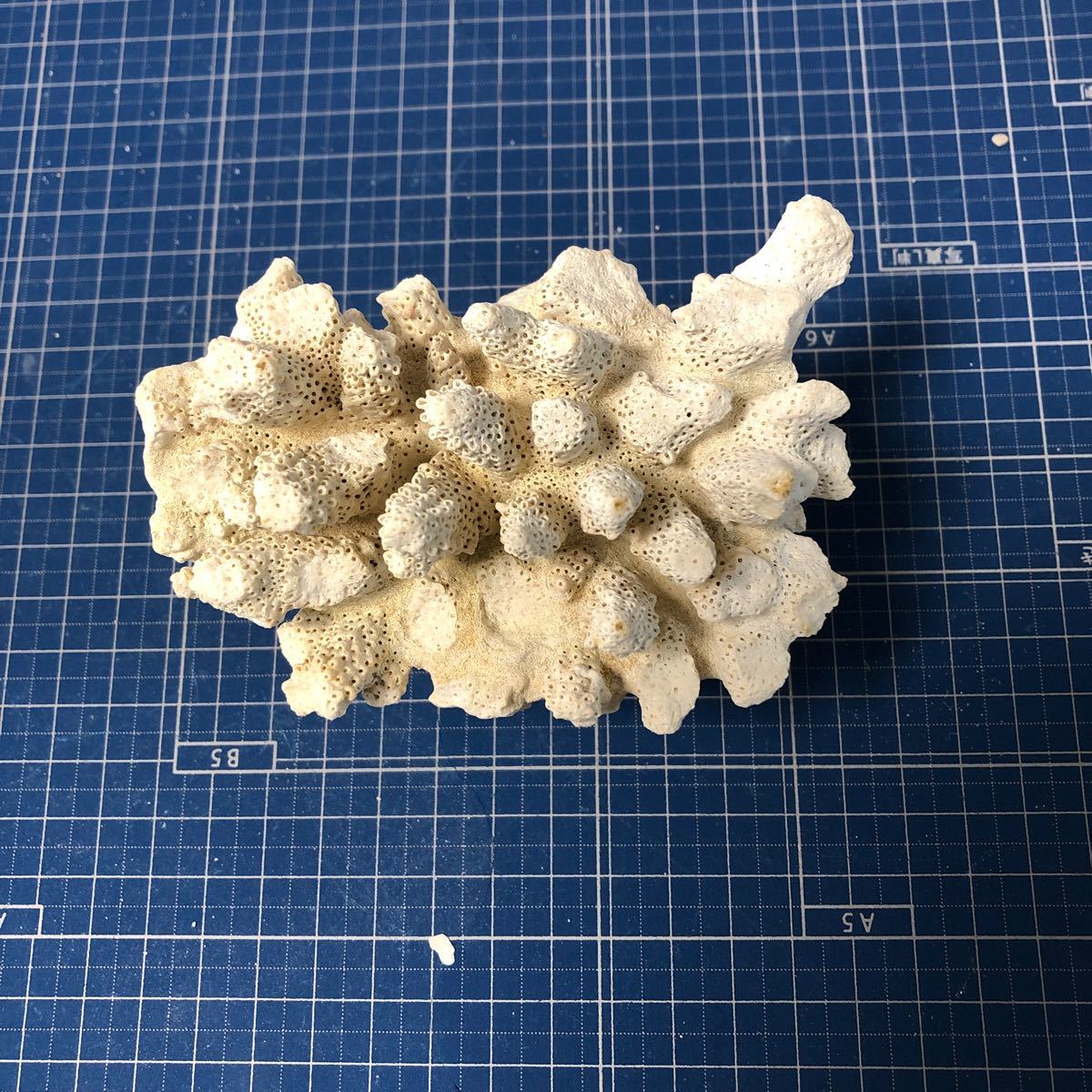 6白化　珊瑚　サンゴ　菊目石　デスロック　観賞用　ハンドメイド　アクアリウム