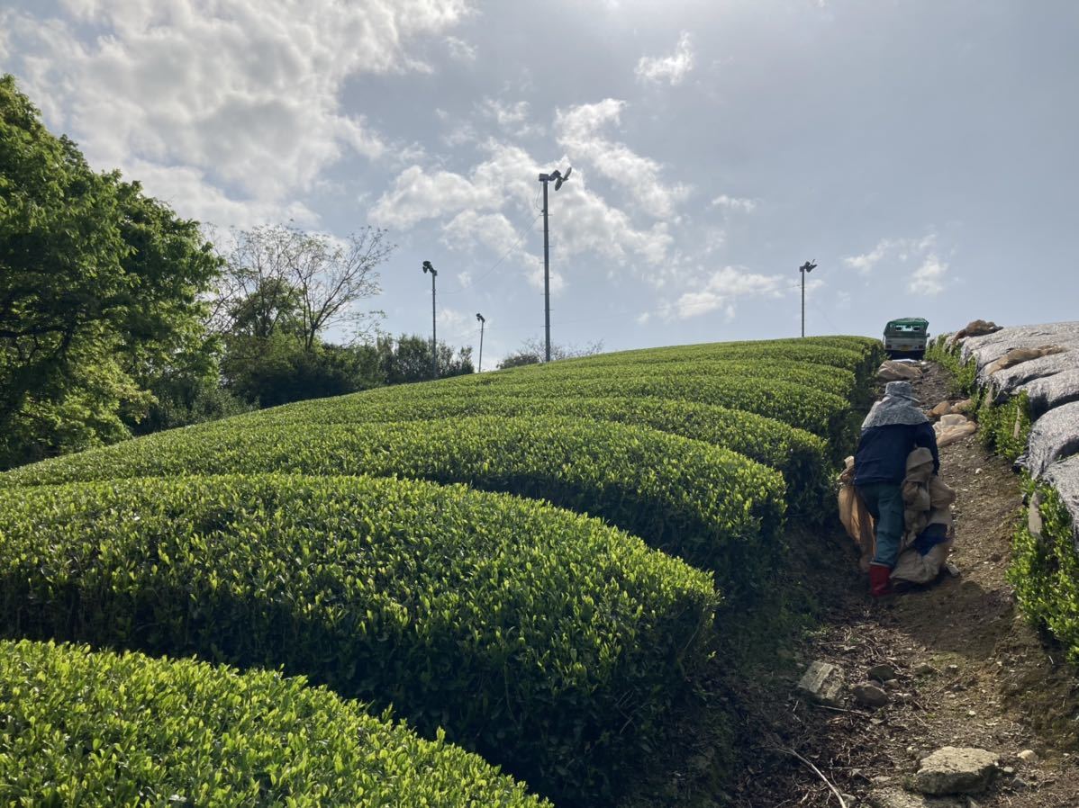 ＊新茶＊ 煎茶・かぶせ茶飲み比べセット　無農薬・化学肥料不使用　2022年産_画像3