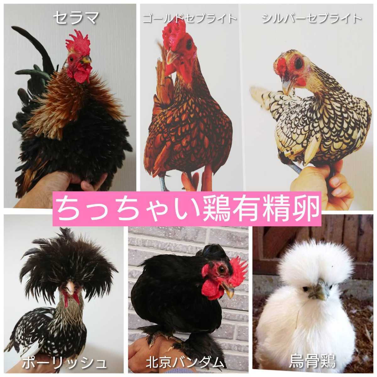 小さい鶏 有精卵 孵化用 種卵 6個_画像3