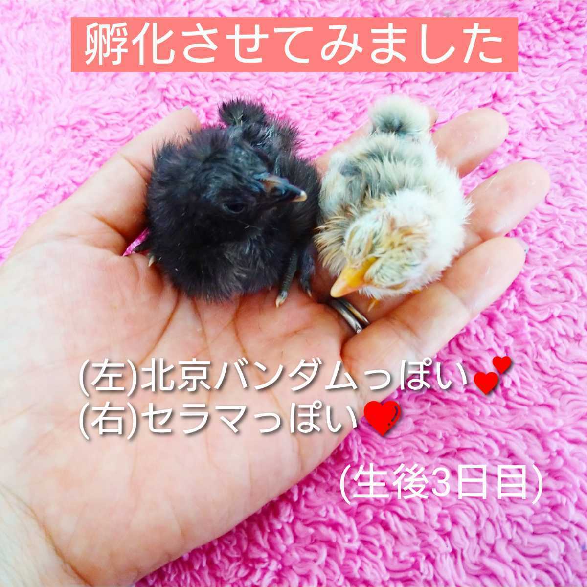 小さい鶏ミックス 有精卵 孵化用 種卵 6個_画像2