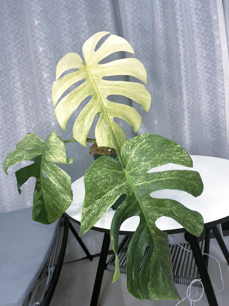 Yahoo!オークション - モンステラミント・ フルミント/monstera Yahoo!オークション - モンステラミント・ フルミント/monstera