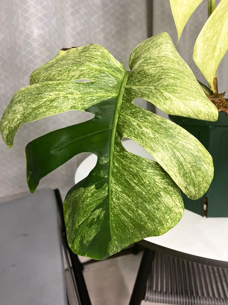 Yahoo!オークション - モンステラミント・ フルミント/monstera Yahoo!オークション - モンステラミント・ フルミント/monstera