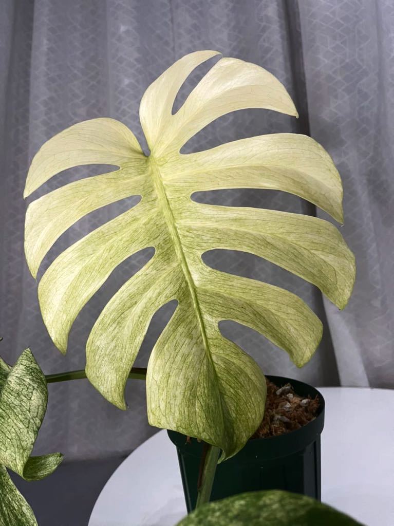 Yahoo!オークション - モンステラミント・ フルミント/monstera Yahoo!オークション - モンステラミント・ フルミント/monstera