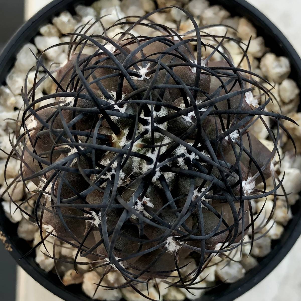コピアポア グリセオビオラセア 栗星玉 Copiapoa griseoviolacea コピアポア グリセオビオラセア 栗星玉 Copiapoa griseoviolacea