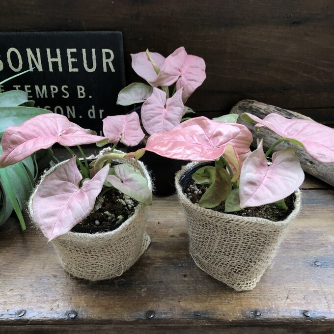 ネオンアンティークピンクシンゴニウムネオン観葉植物ガーデニング