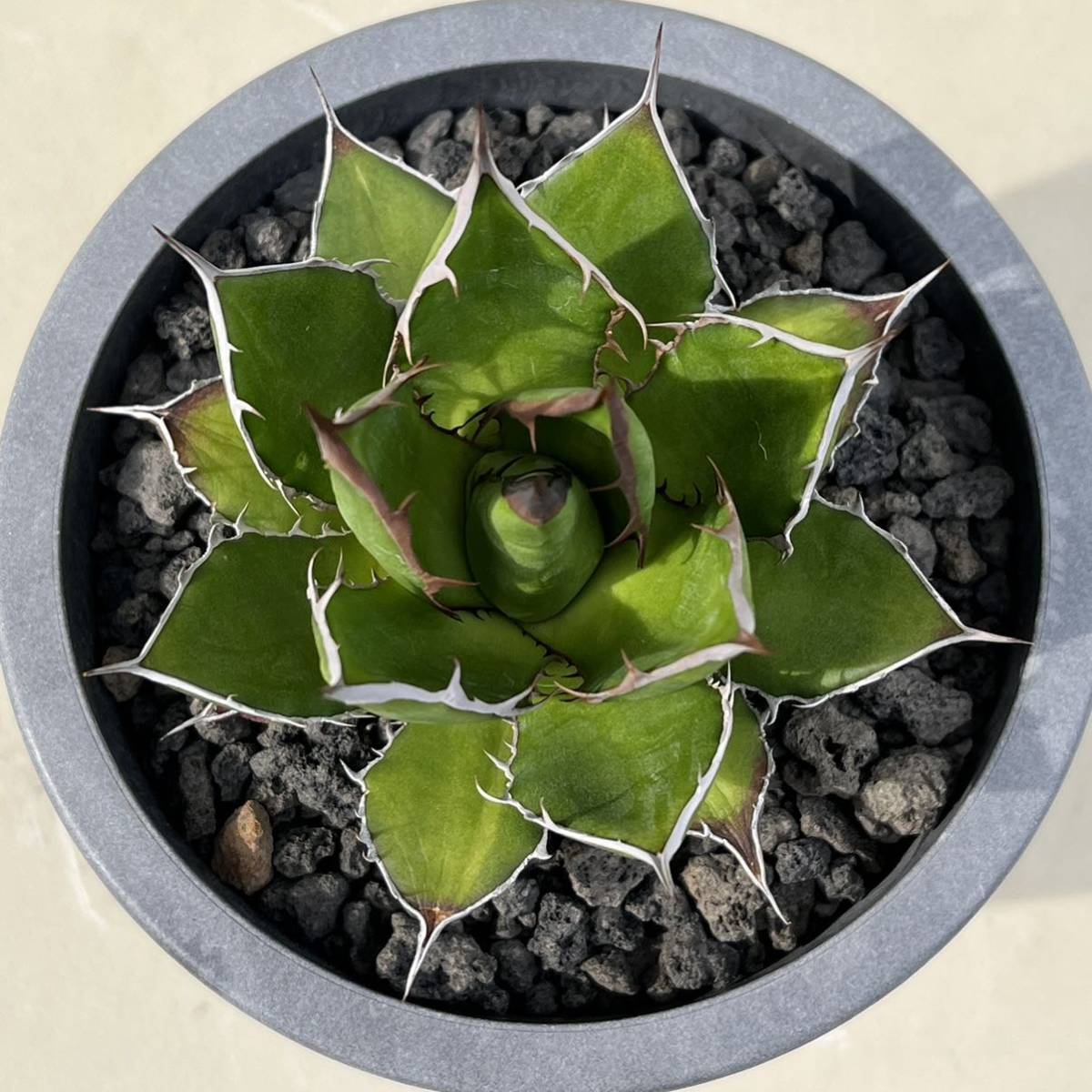 Yahoo!オークション - アガベ ホリダ agave horrida 実生 選抜 Yahoo!オークション - アガベ ホリダ agave horrida 実生 選抜