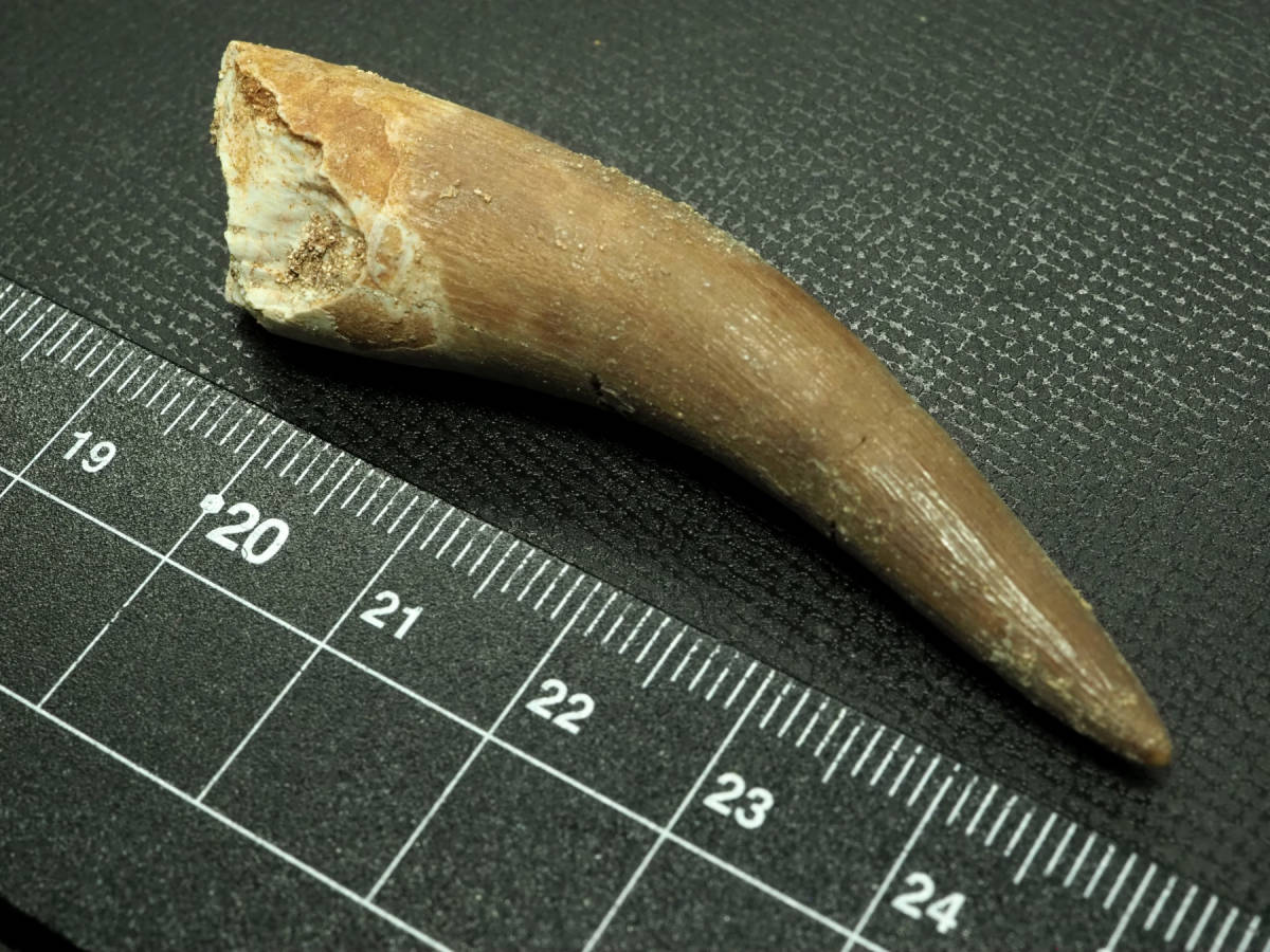 プレシオサウルスの歯【62.7mm】【Plesiosaurus sp.】モロッコ王国産 