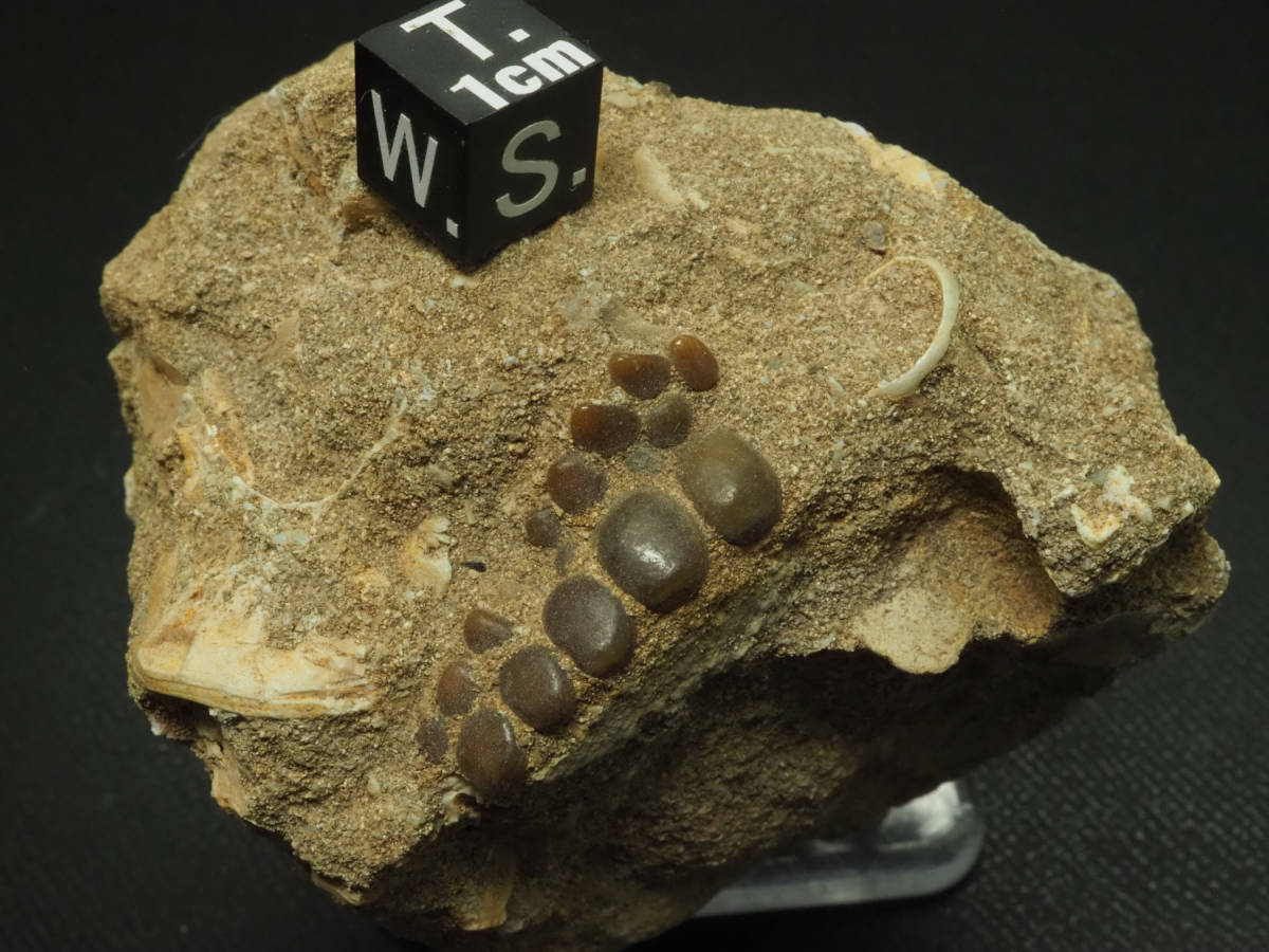  fishes. tooth [Phacodus punctatus][207 g]moroko kingdom production / fossil /fakodas/ old fee fish /./ dinosaur 