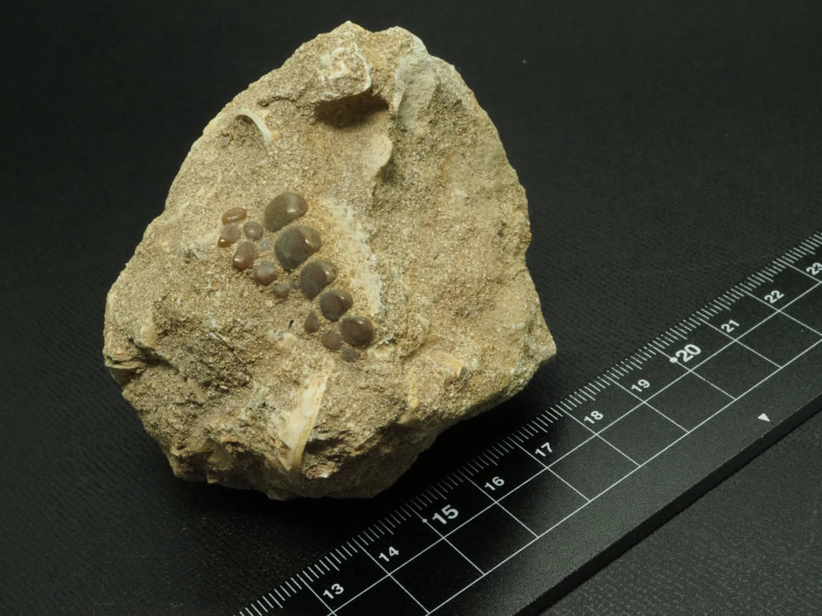 2022モデル 魚類の歯モロッコ王国産 化石 ファコダス 古代魚 骨 恐竜