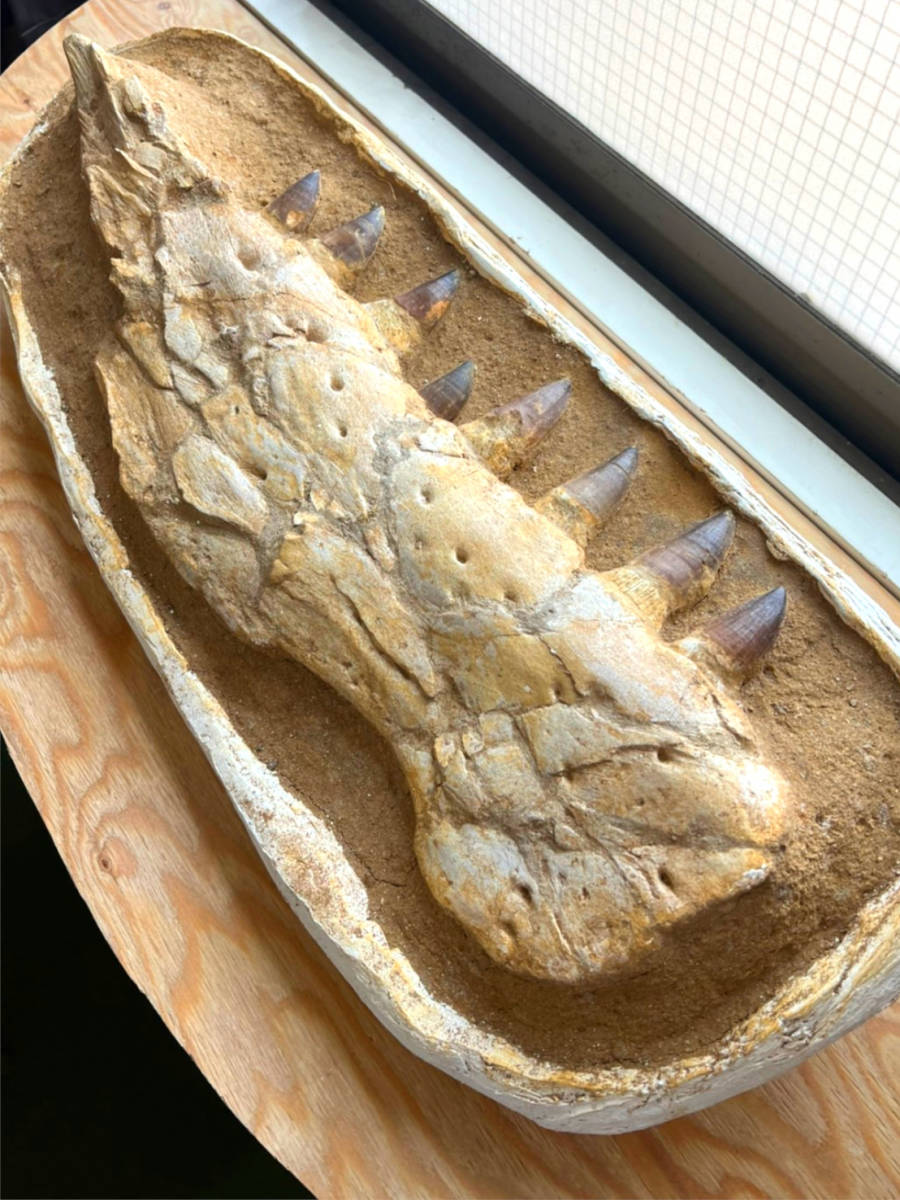 博物館クラス!大型!モササウルス(プログナトドン)の顎と歯【Prognathodon sp.】【16.3kg】モロッコ王国産/牙/化石/恐竜