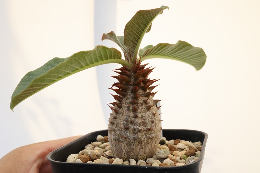 Pachypodium windsorii x baronii パキポディウム ウィンゾリー ハイブリッド