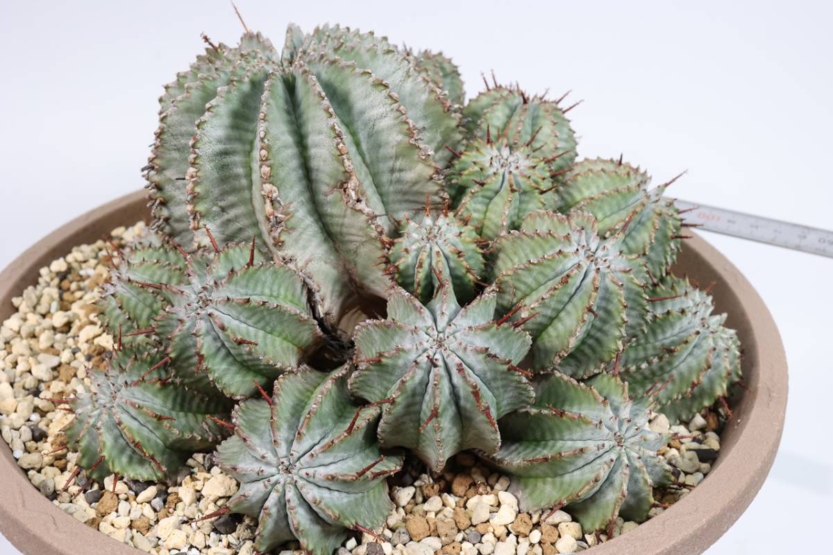 Euphorbia horrida ユーフォルビア ホリダ ゲンコツ 群生