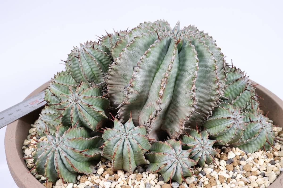 Euphorbia horrida ユーフォルビア ホリダ ゲンコツ 群生