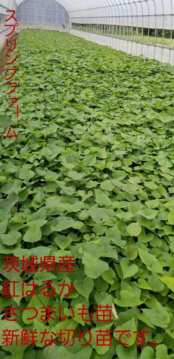 はじめ様1000本6月8日以降発送紅はるか®苗さつまいも苗ウイルスフリー