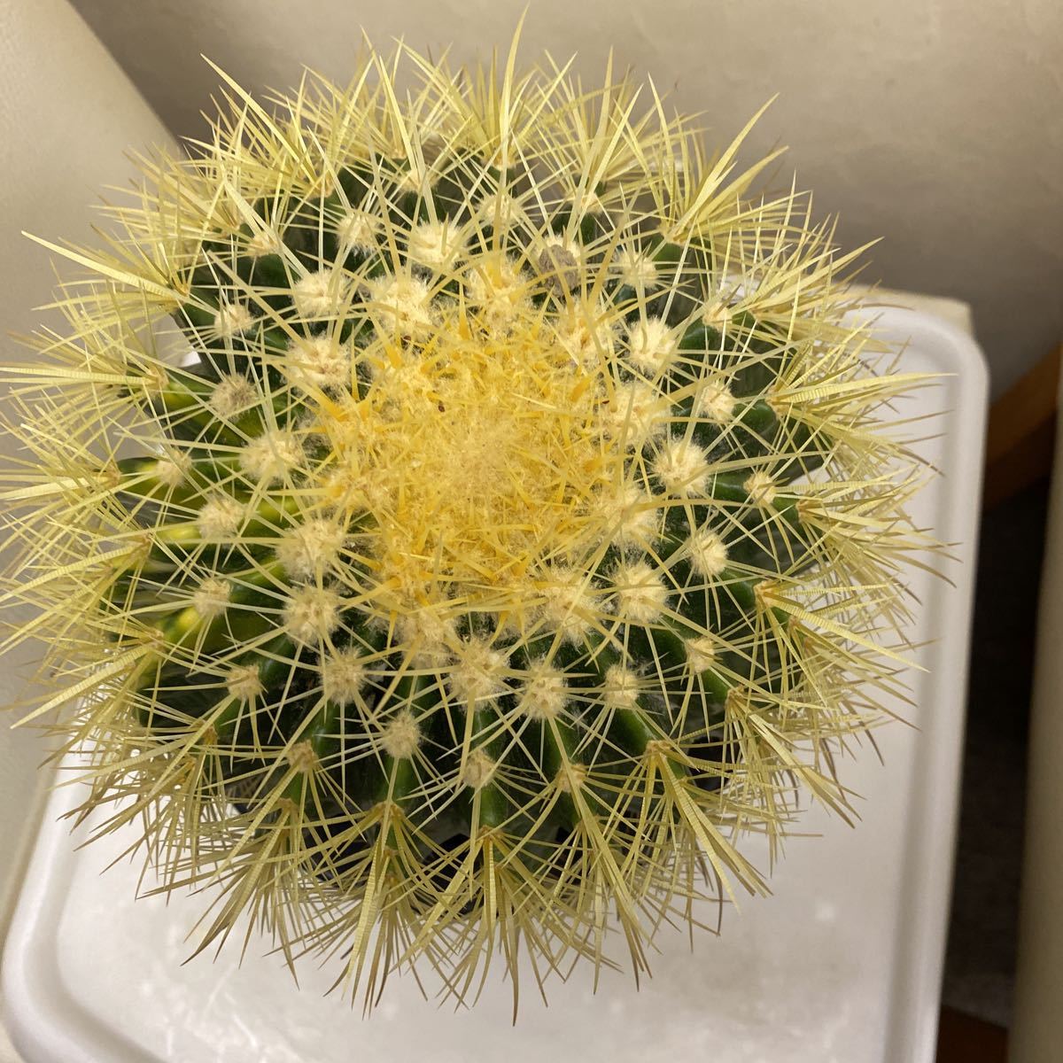 サボテン 金鯱錦 観葉植物 サボテン 金鯱錦 観葉植物