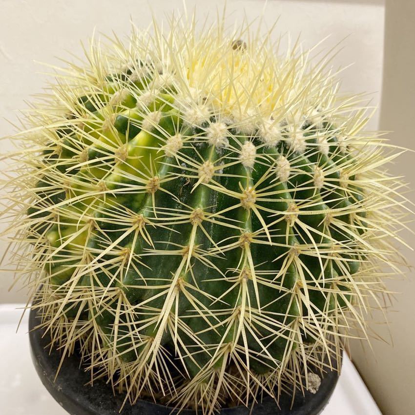 サボテン 金鯱錦 観葉植物 サボテン 金鯱錦 観葉植物