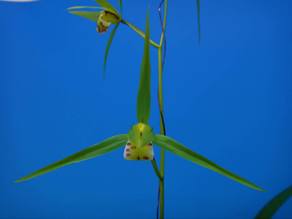 * cold orchid Kochi prefecture . wool city . mountain production ( blue flat shoulder large wheel flower - blue .?)A-85