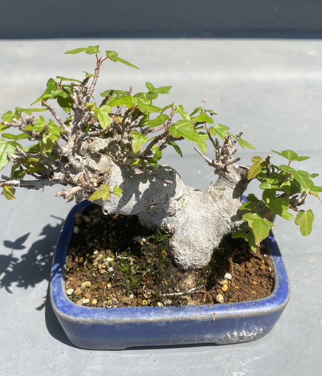 小品盆栽 ミニ盆栽 楓 カエデ ミニ盆栽 盆栽鉢 かえで 観葉植物 | www
