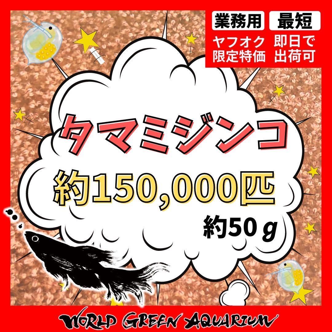 タマミジンコ　約150,000匹　ミジンコ　グリーンウォーター　生クロレラ　メダカ　ゾウリムシ　PSB メダカと同梱可能_画像1