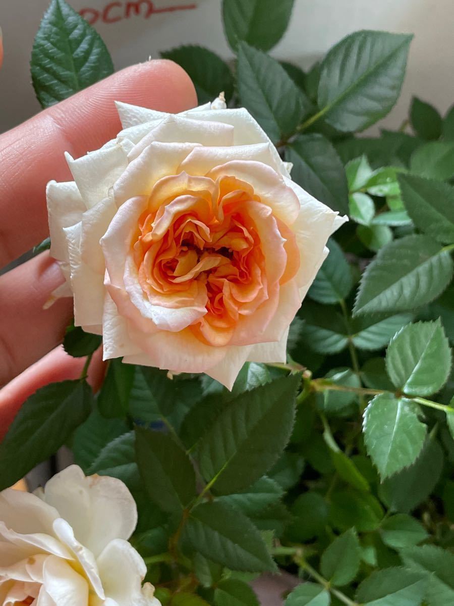 ルカリ 薔薇挿し苗、いい香り 開花株、つぼみ付き 1OrXi-m68455017922